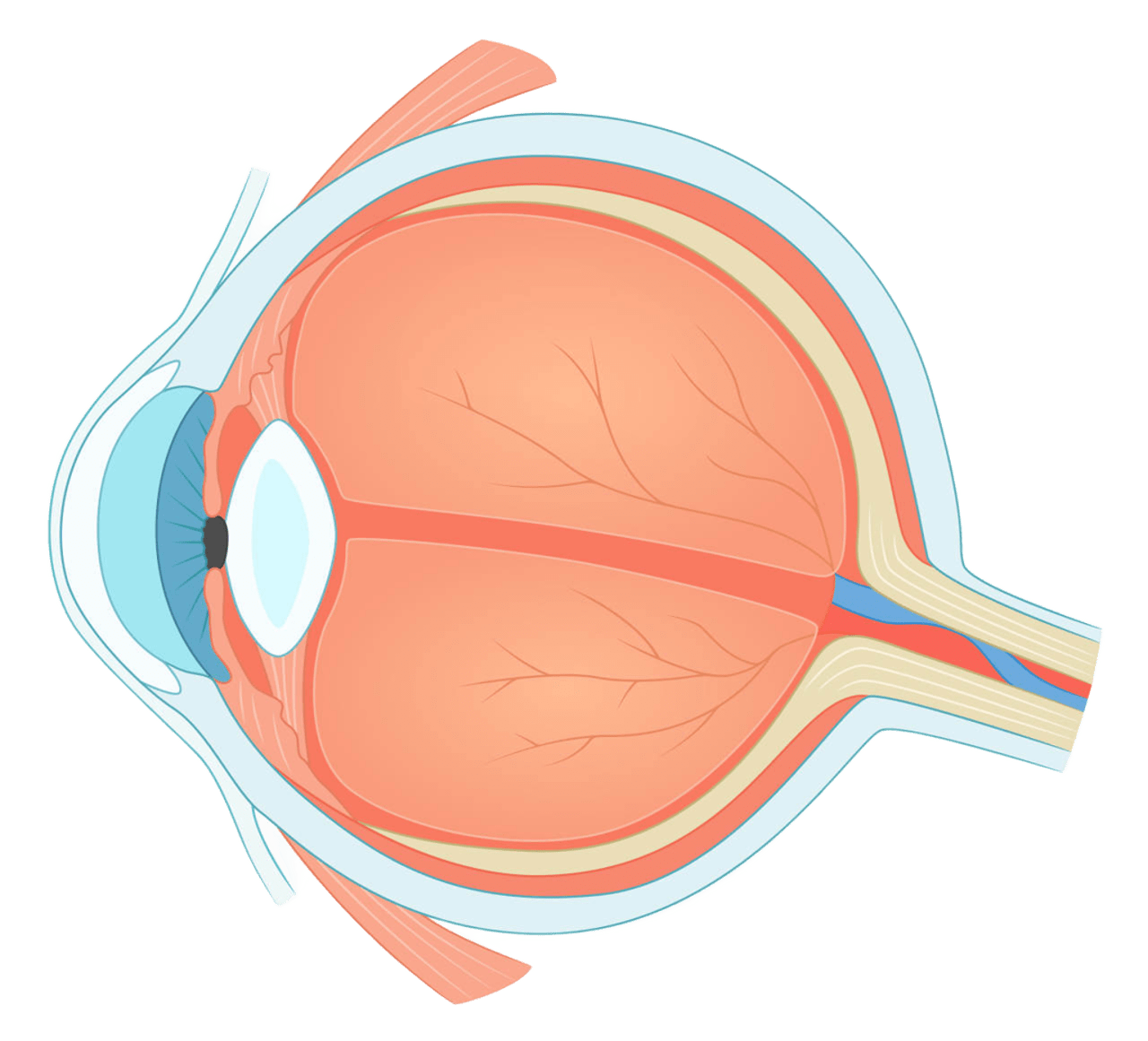 schematic-eye